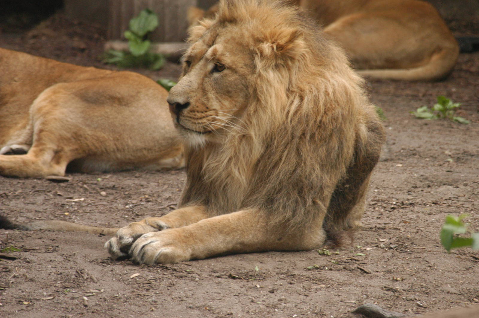 Rotterdam Zoo 2011 - Asian Lion