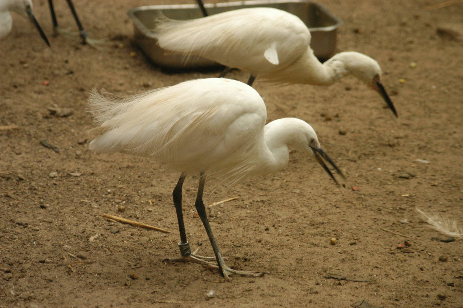 Rotterdam Zoo 2011 - Asian Wetland Species