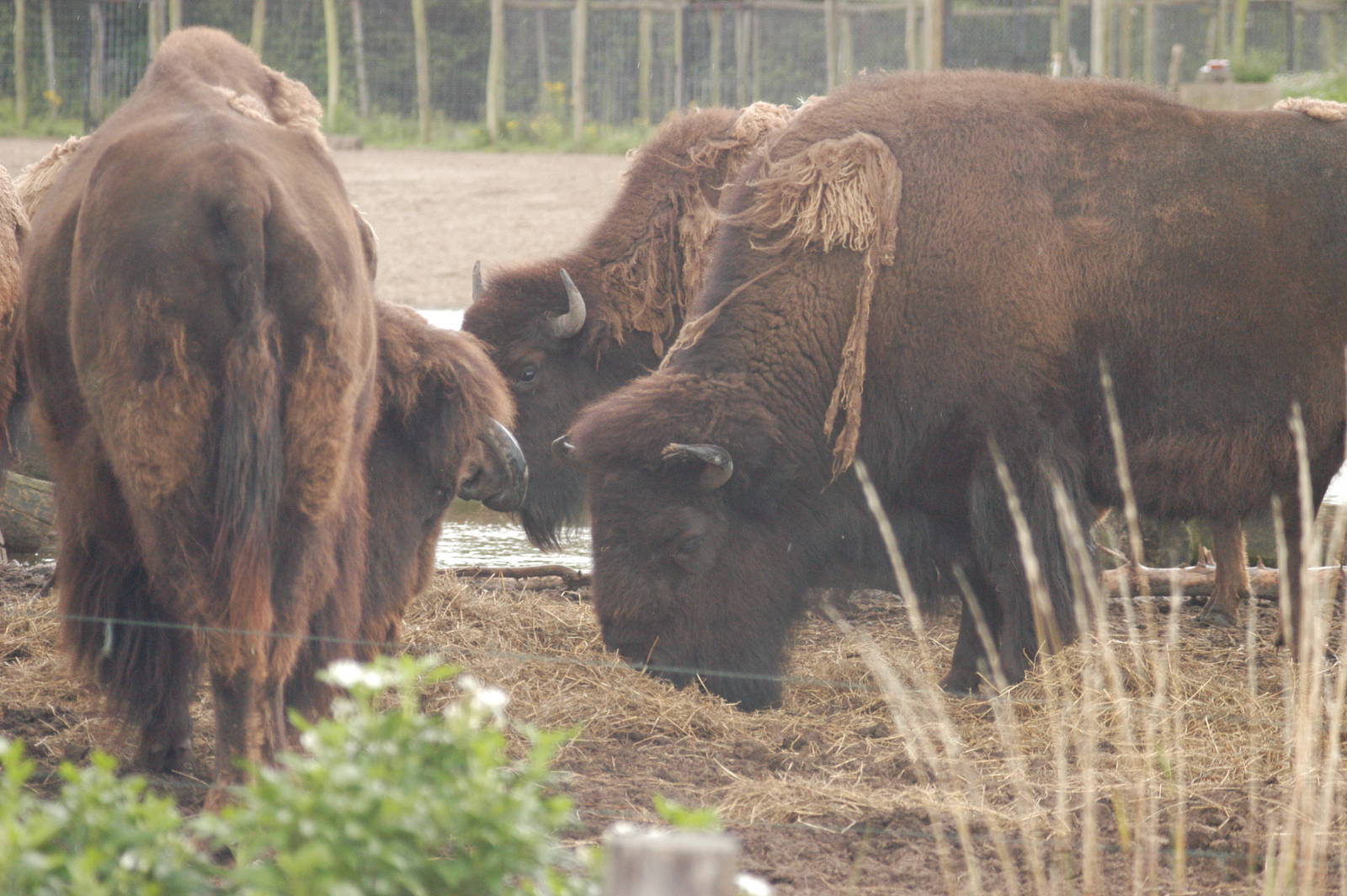 Rotterdam Zoo 2011 - Bison