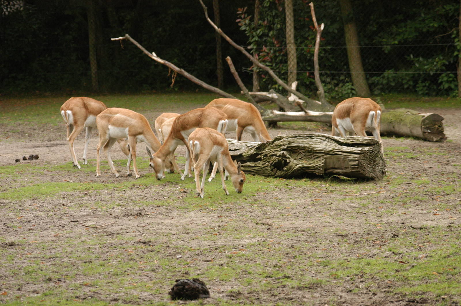 Rotterdam Zoo 2011 - Blackbuck