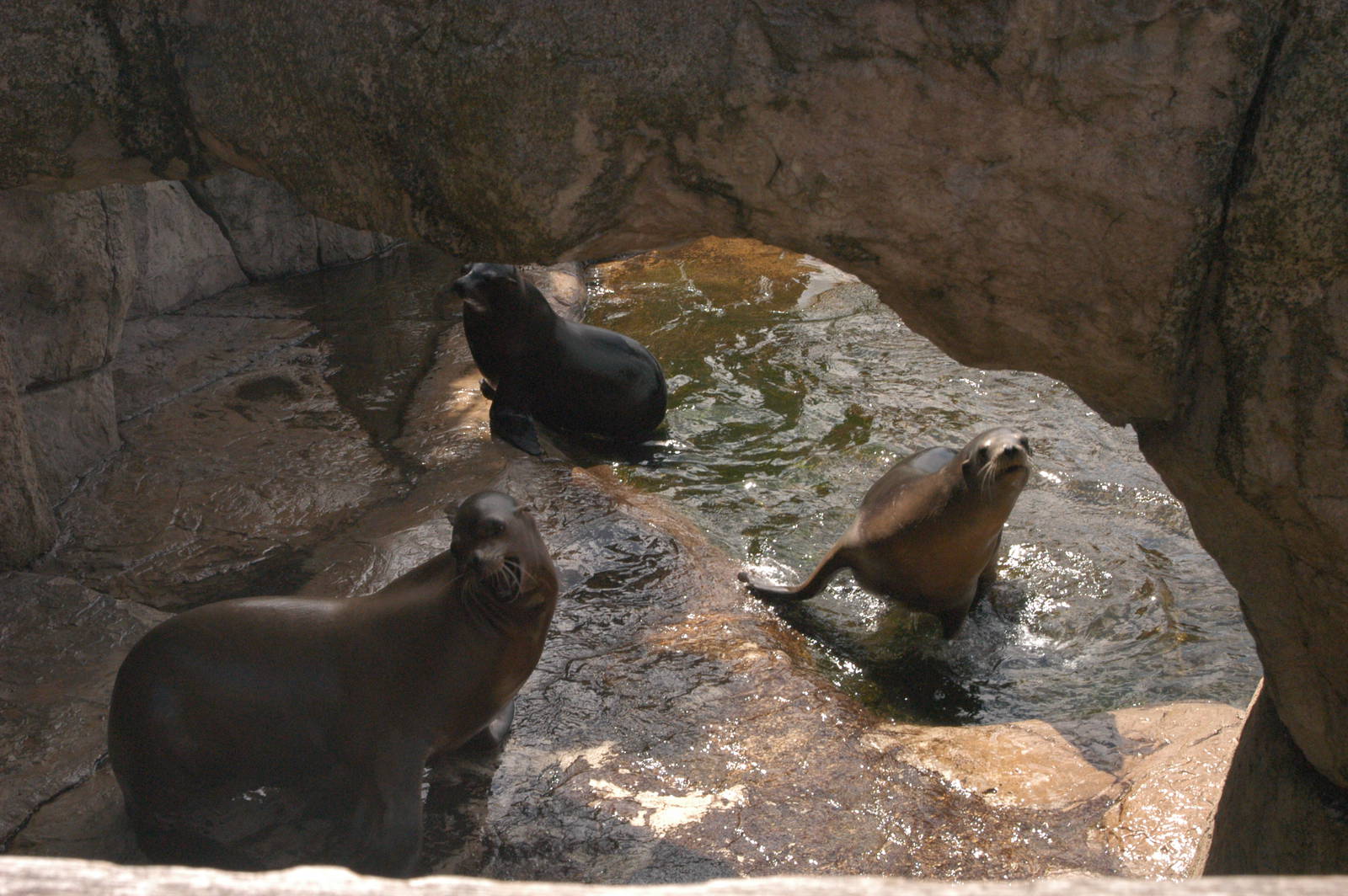 Rotterdam Zoo 2011 - Californian Sea Lion