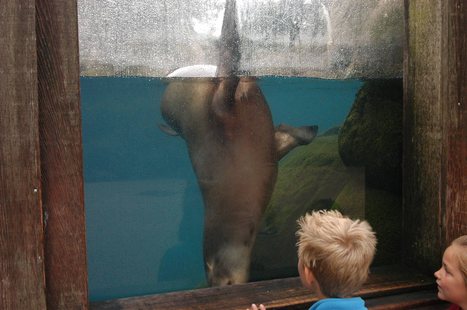 Rotterdam Zoo 2011 - Californian Sea lion