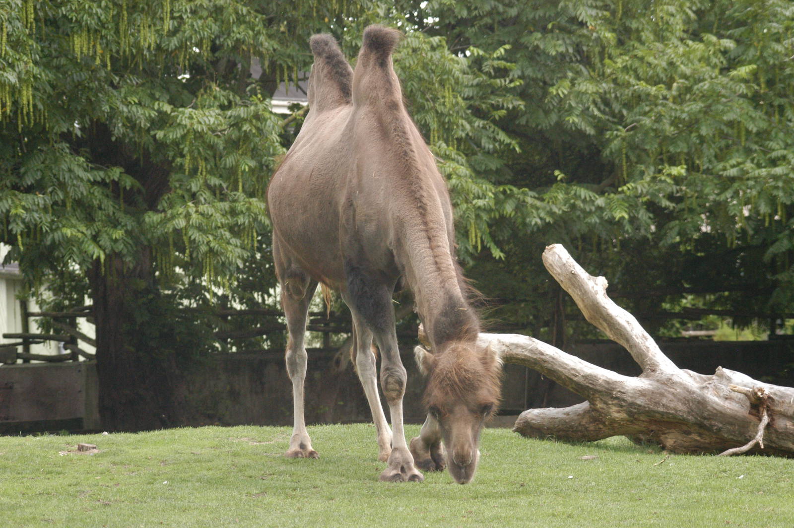 Rotterdam Zoo 2011 - Camel
