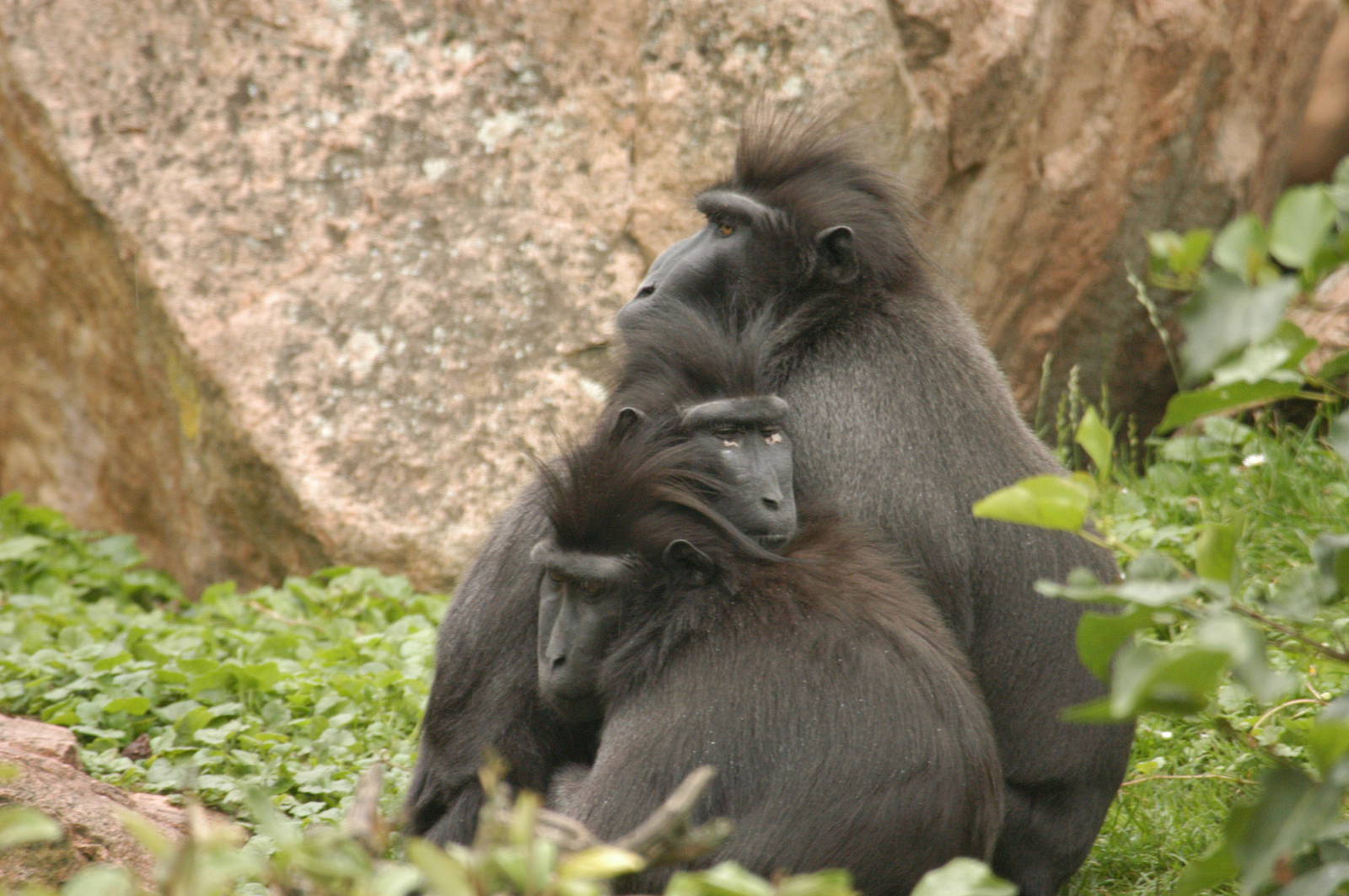 Rotterdam Zoo 2011 - Celebes Crested Macaque