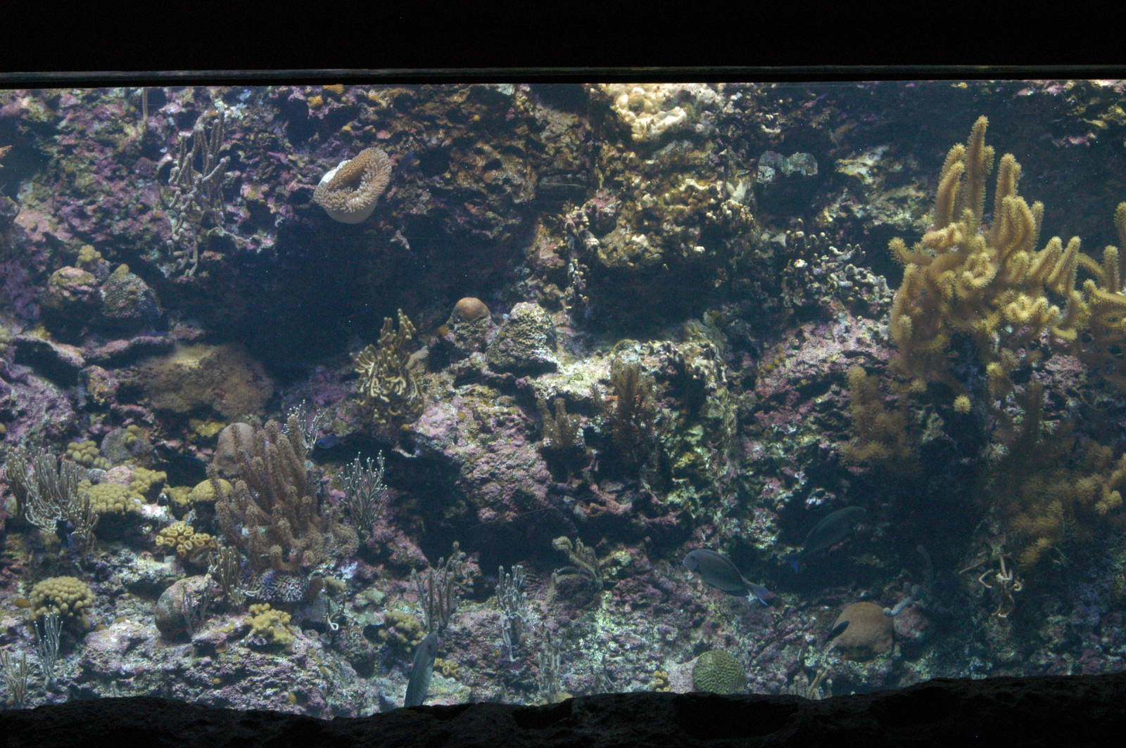Rotterdam Zoo 2011 - Coral Reef
