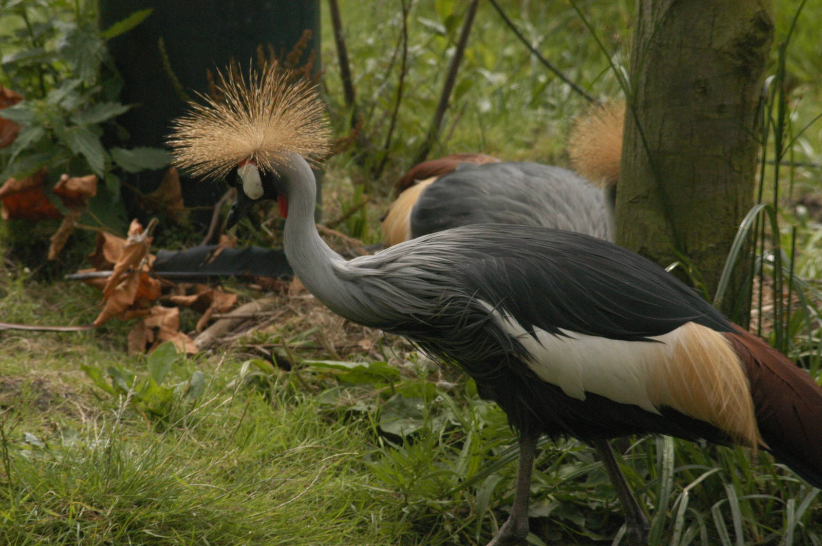 Rotterdam Zoo 2011 - Crowned Crane