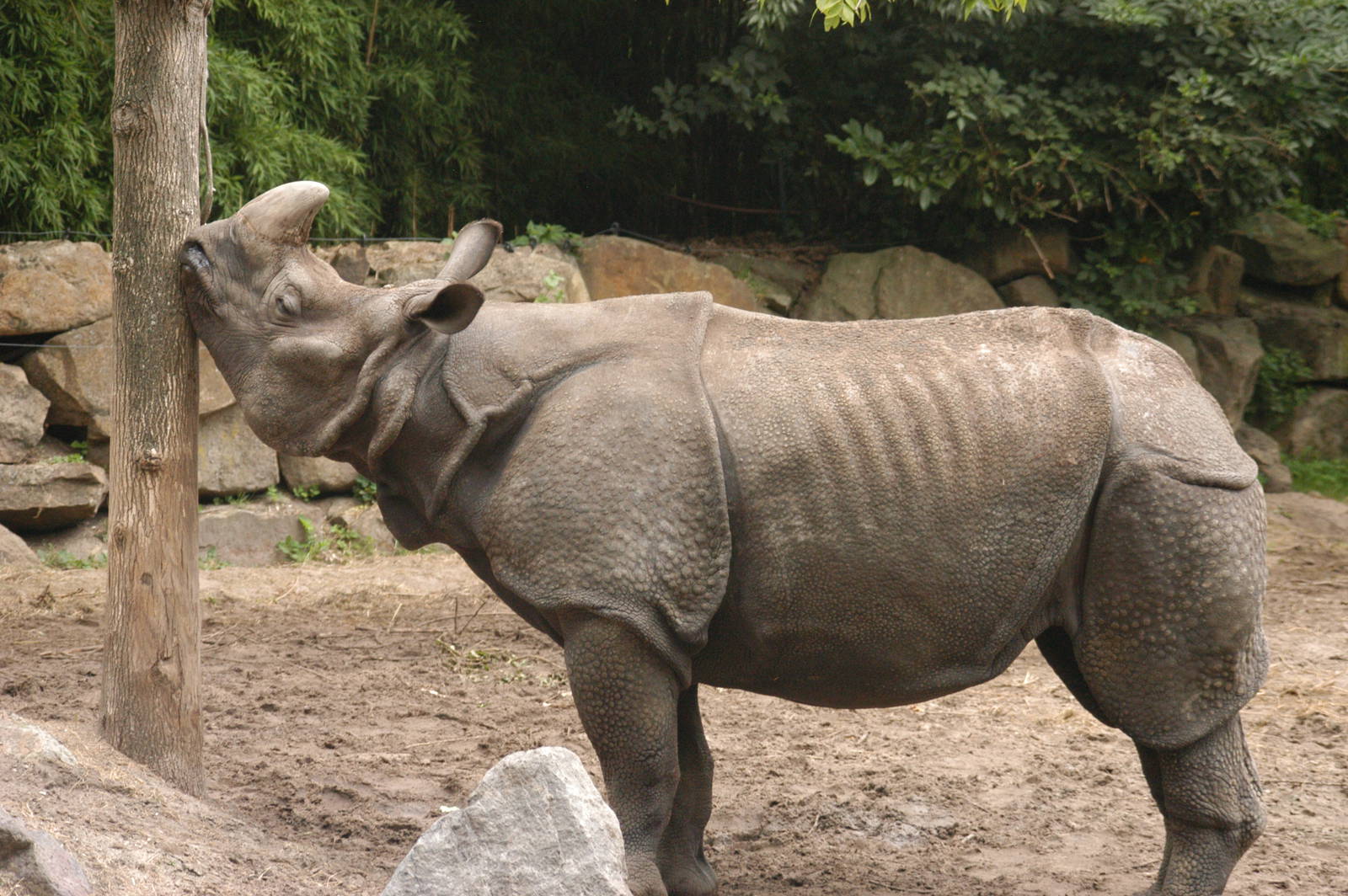 Rotterdam Zoo 2011 - Indian Rhino
