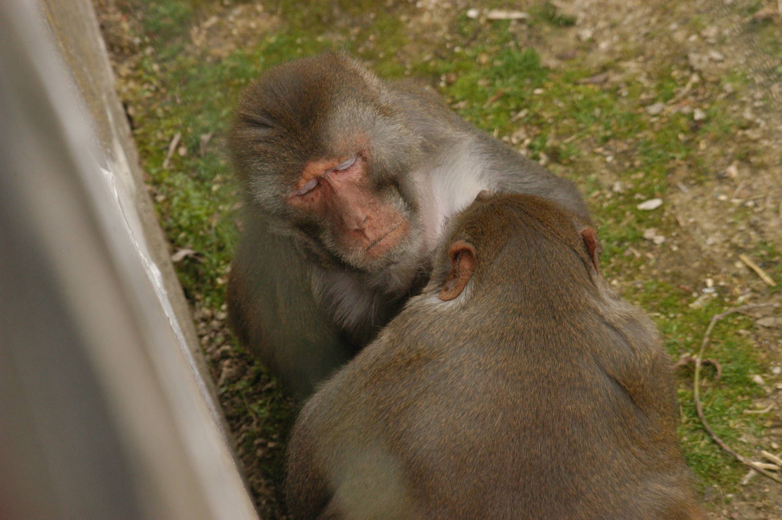 Rotterdam Zoo 2011 - Japanese Macaque