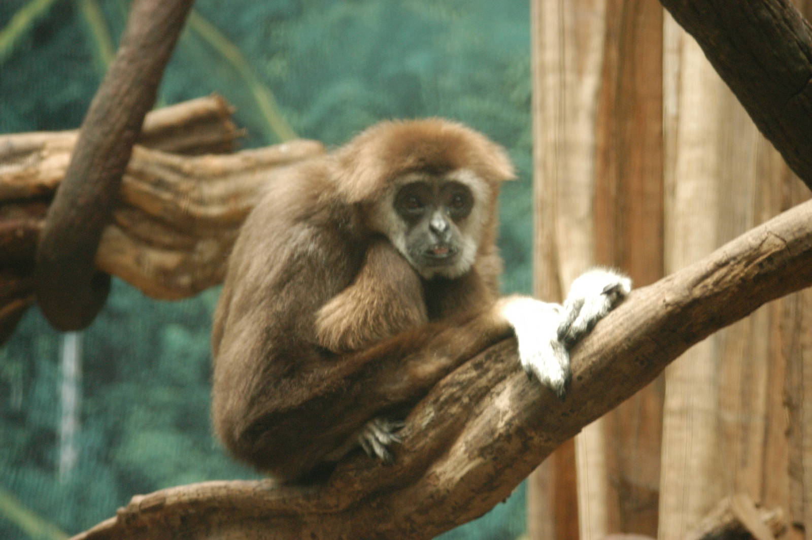 Rotterdam Zoo 2011 - Lar Gibbon