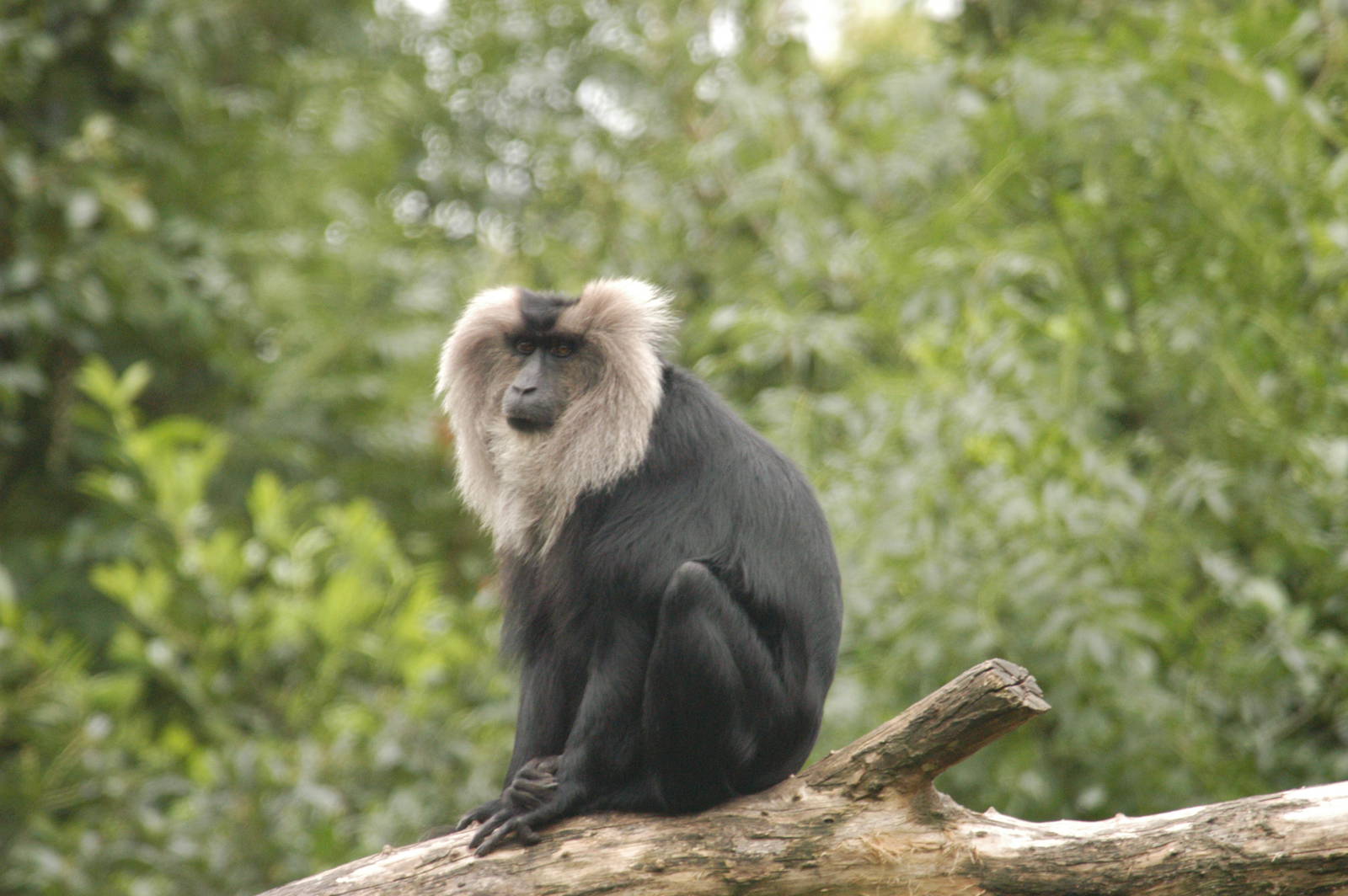 Rotterdam Zoo 2011 - Lion-Tailed Macaque