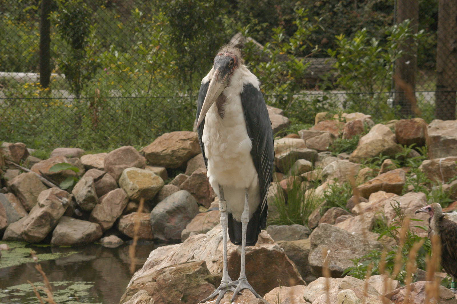 Rotterdam Zoo 2011 - Marabou Stork