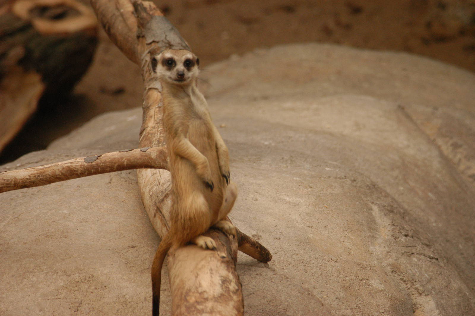 Rotterdam Zoo 2011 - Meerkat