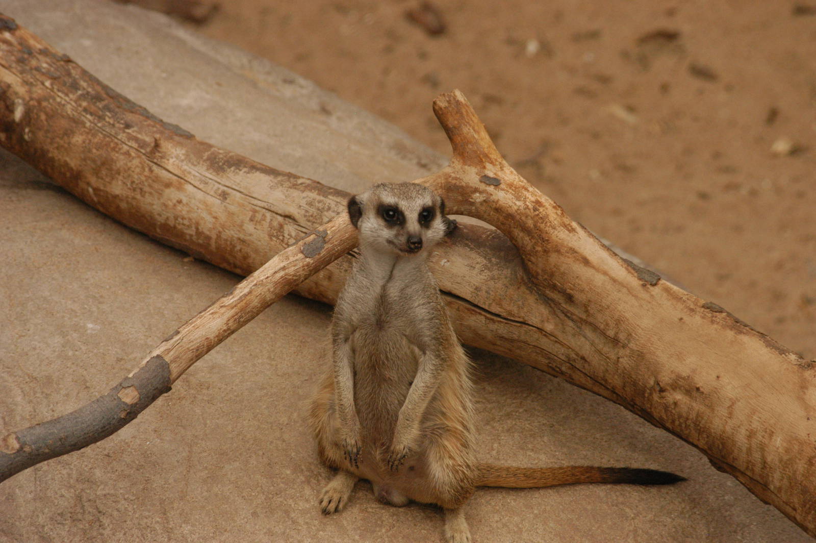 Rotterdam Zoo 2011 - Meerkat