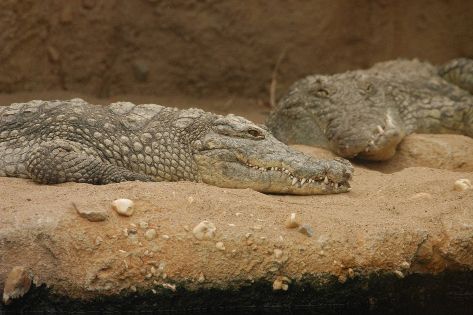 Rotterdam Zoo 2011 - Nile Crocodile