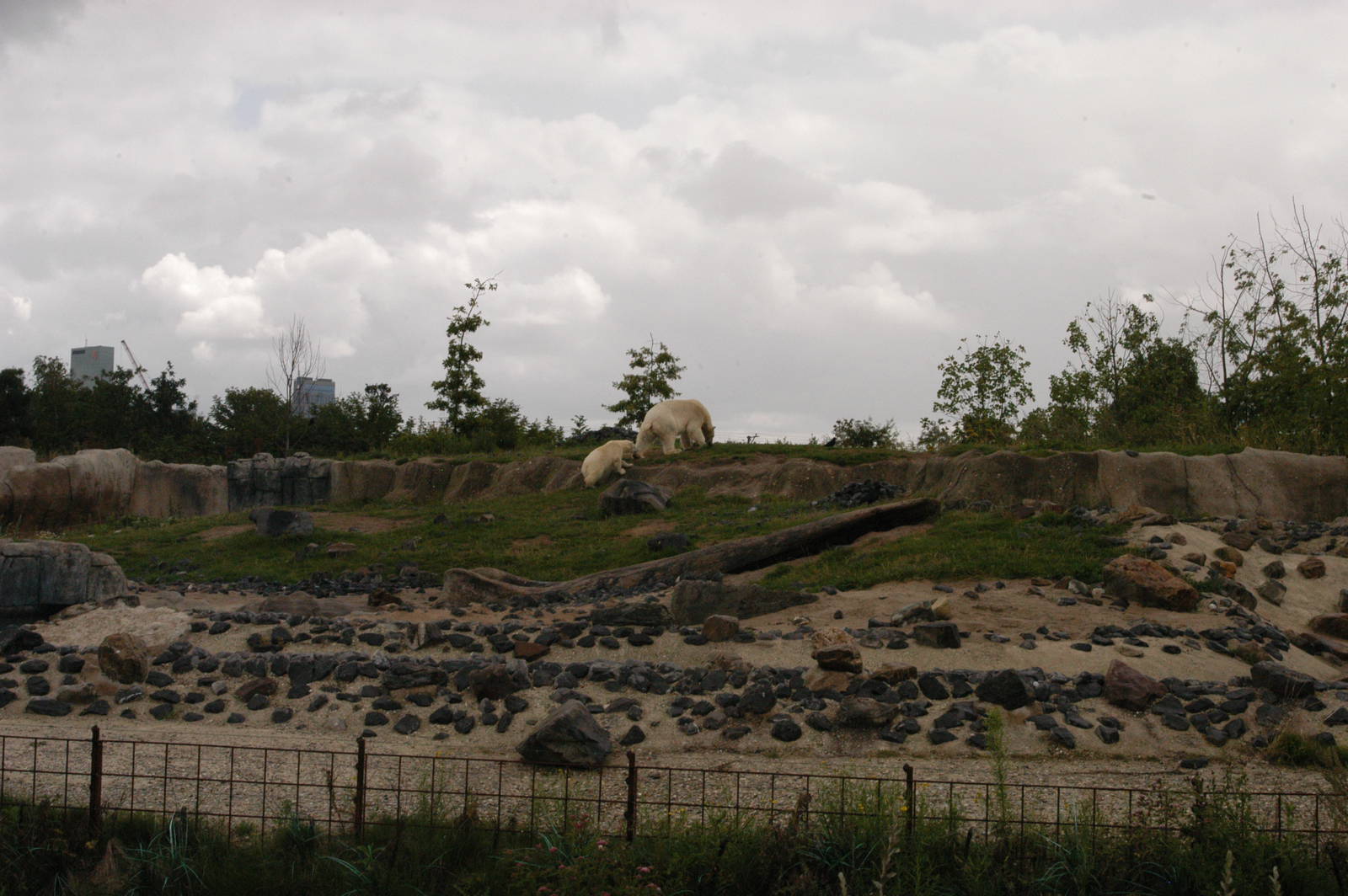 Rotterdam Zoo 2011 - Polar Bear