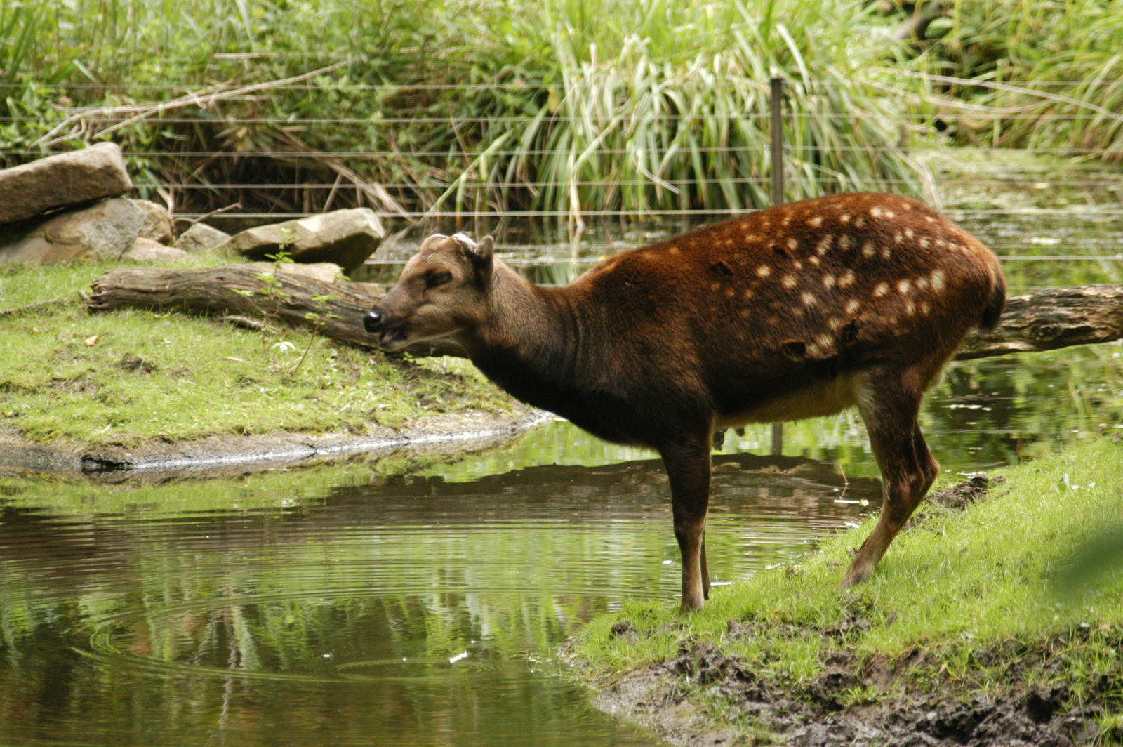Rotterdam Zoo 2011 - Prince Alfred Deer