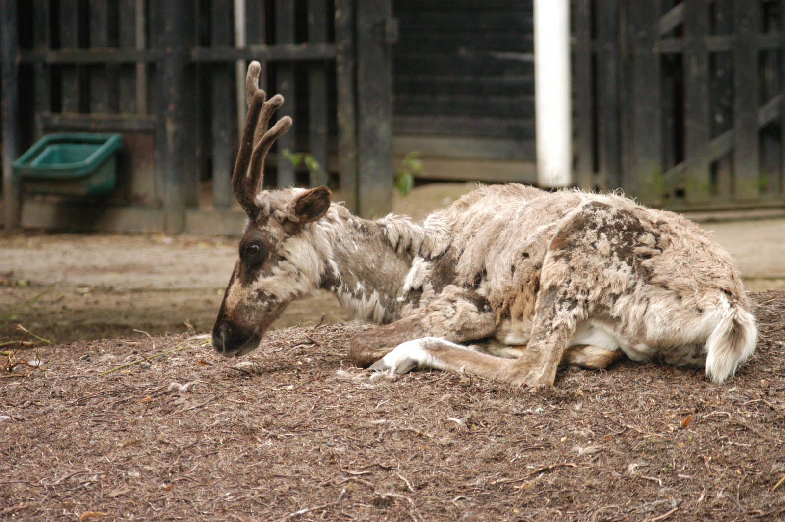 Rotterdam Zoo 2011 - Reindeer