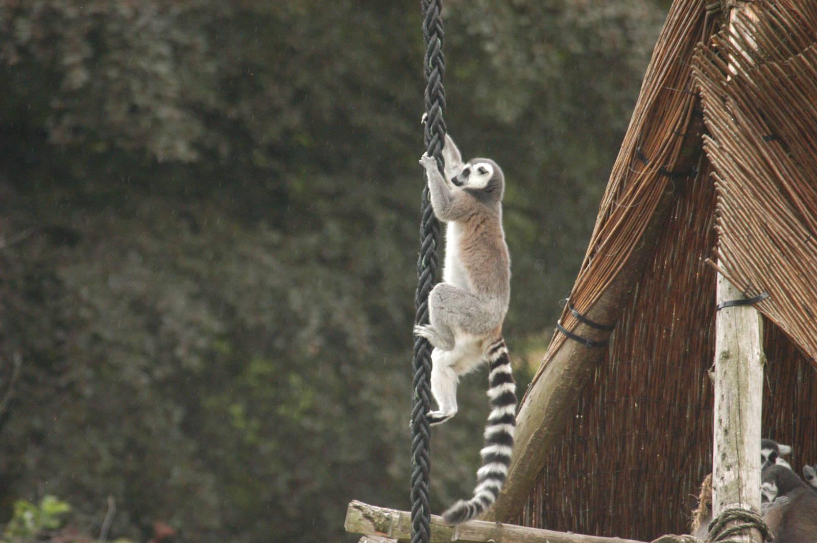 Rotterdam Zoo 2011 - Ring-tailed Lemur