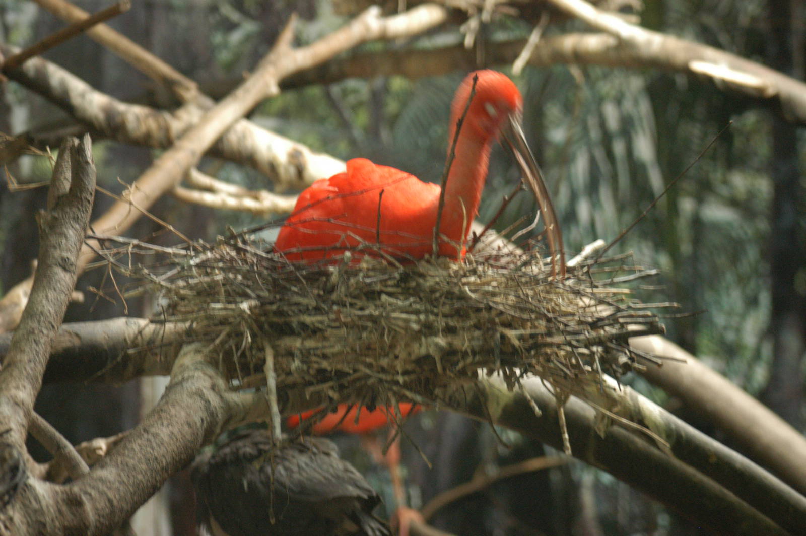 Rotterdam Zoo 2011 - Scarlet Ibis