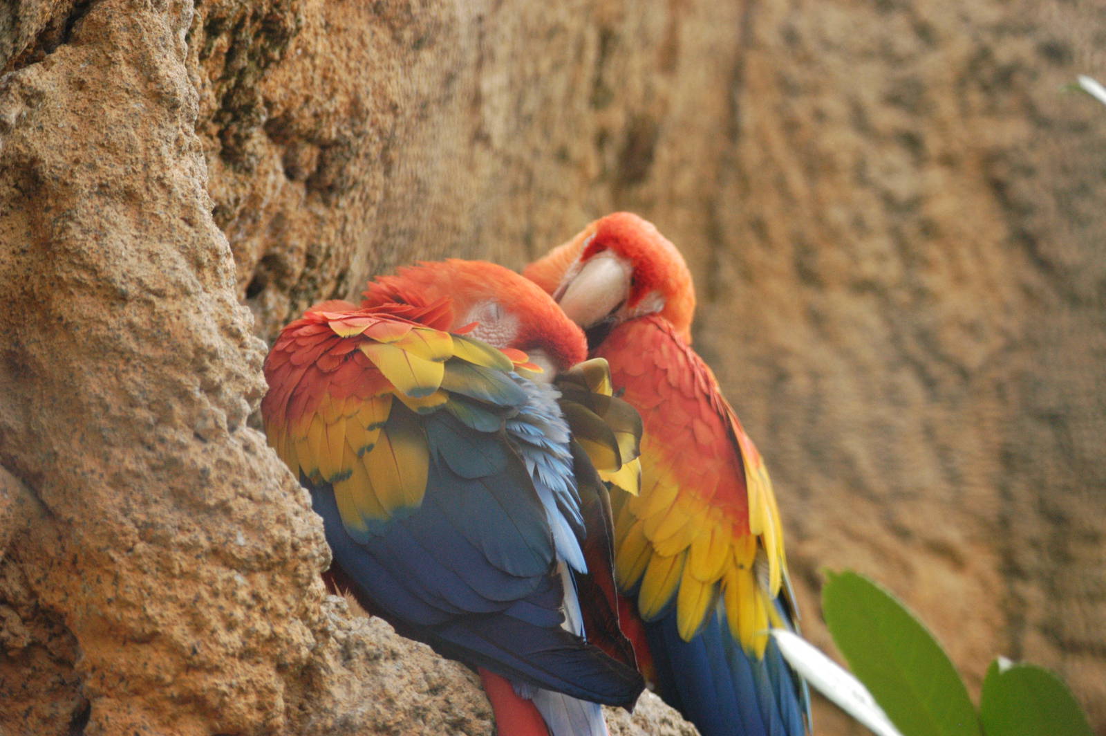 Rotterdam Zoo 2011 - Scarlet Macaw