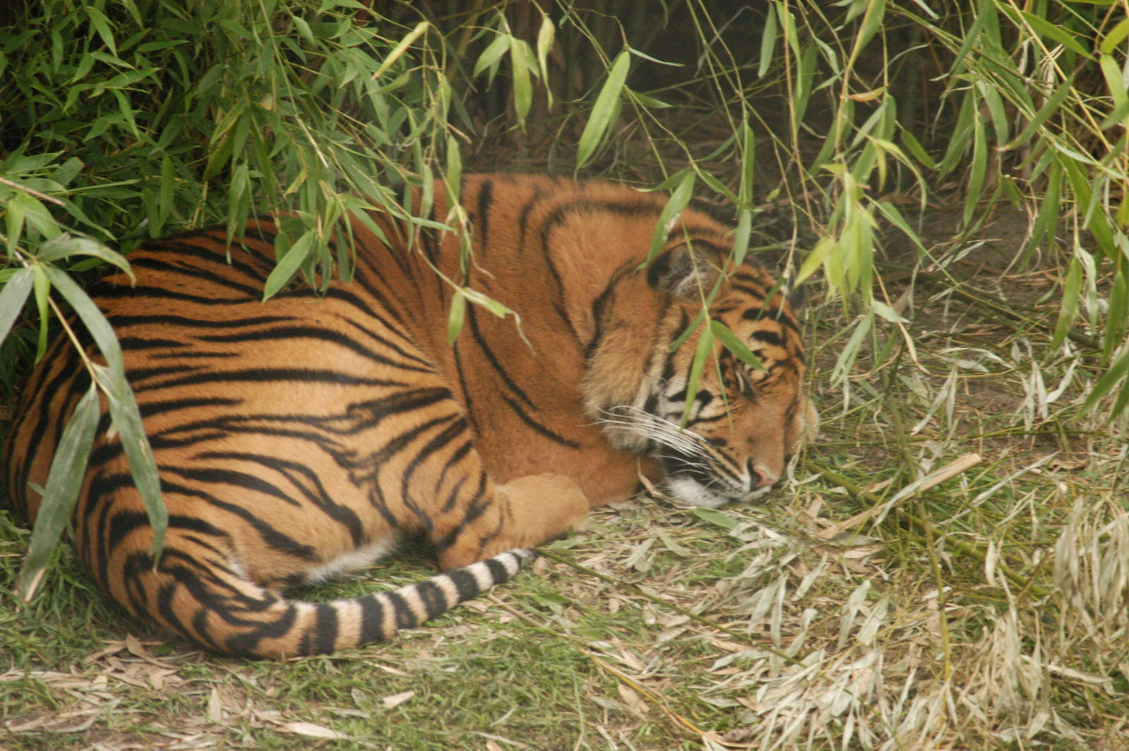 Rotterdam Zoo 2011 - Sumatran Tiger