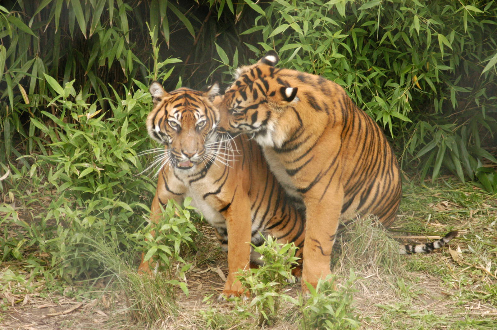 Rotterdam Zoo 2011 - Sumatran Tiger