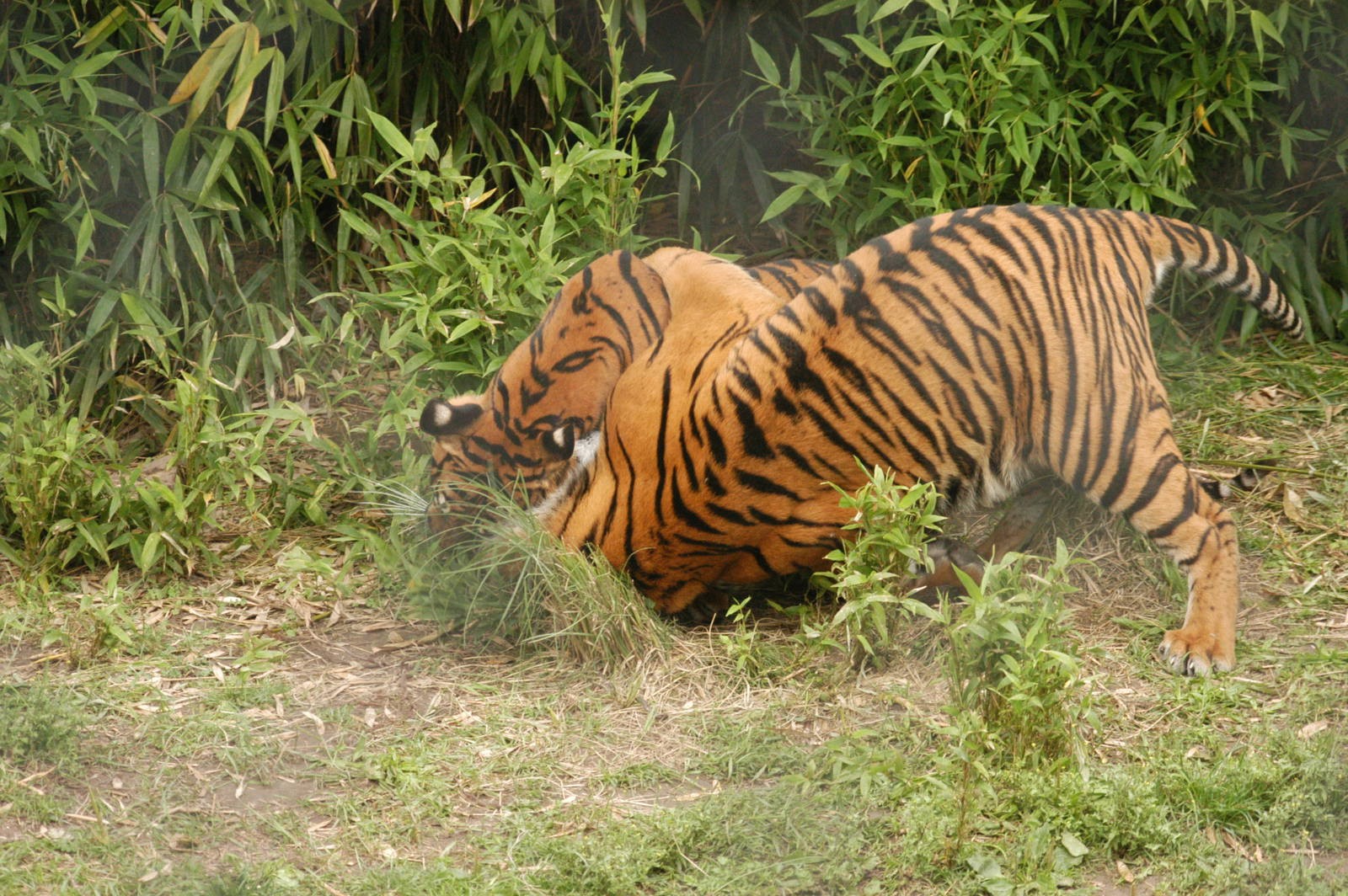 Rotterdam Zoo 2011 - Sumatran Tiger
