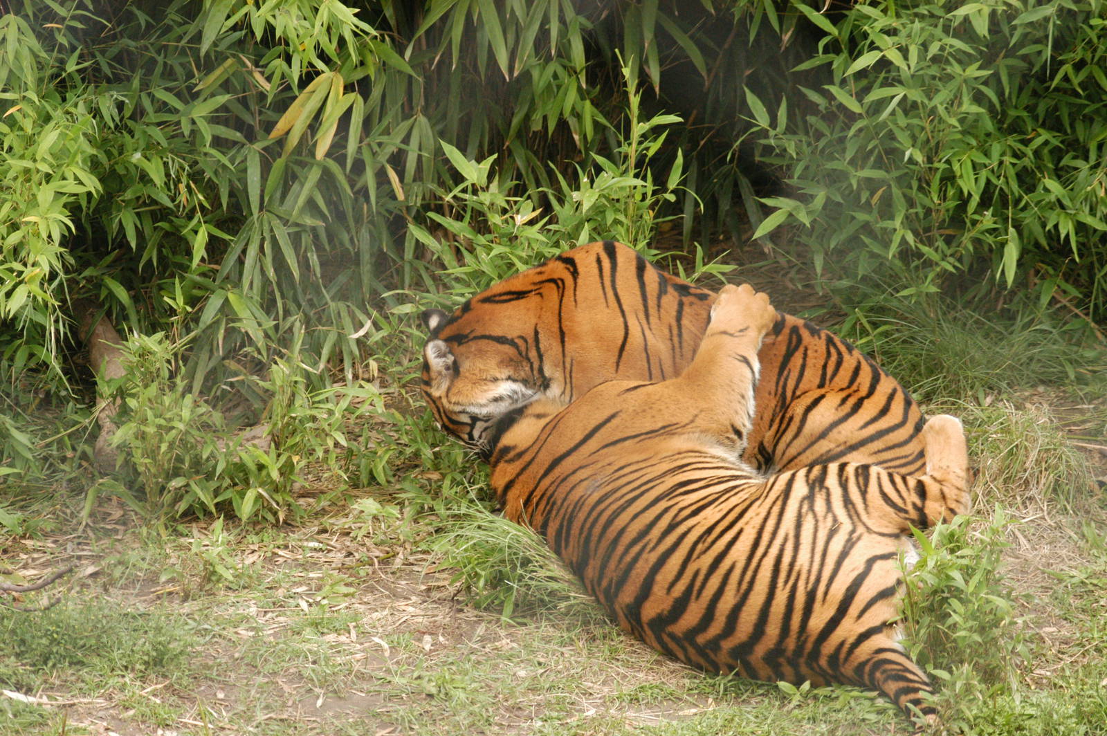 Rotterdam Zoo 2011 - Sumatran Tiger