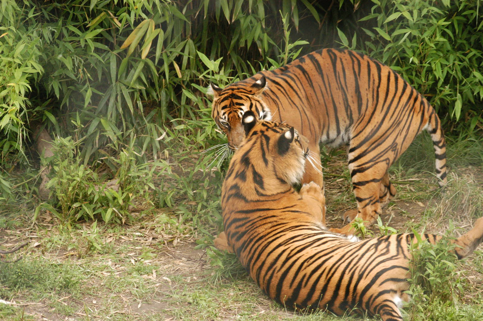 Rotterdam Zoo 2011 - Sumatran Tiger