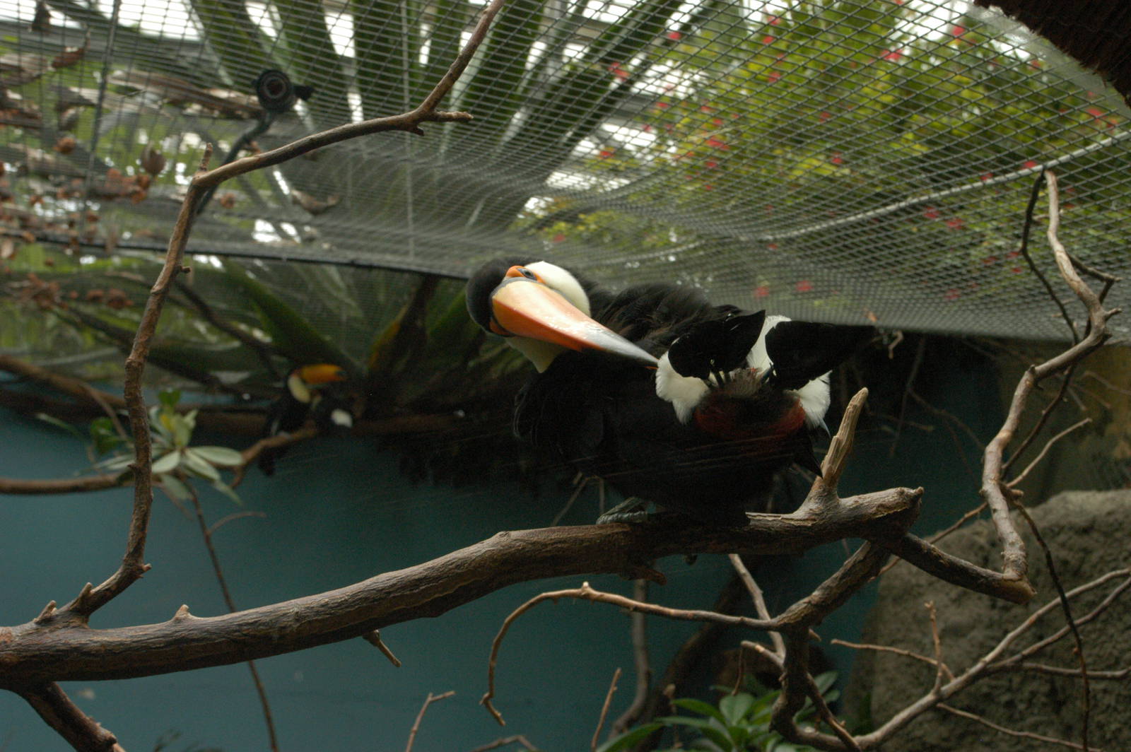 Rotterdam Zoo 2011 - Toco Toucan
