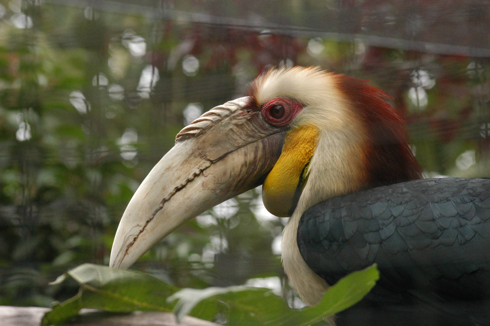 Rotterdam Zoo 2011 - Wreathed Hornbill