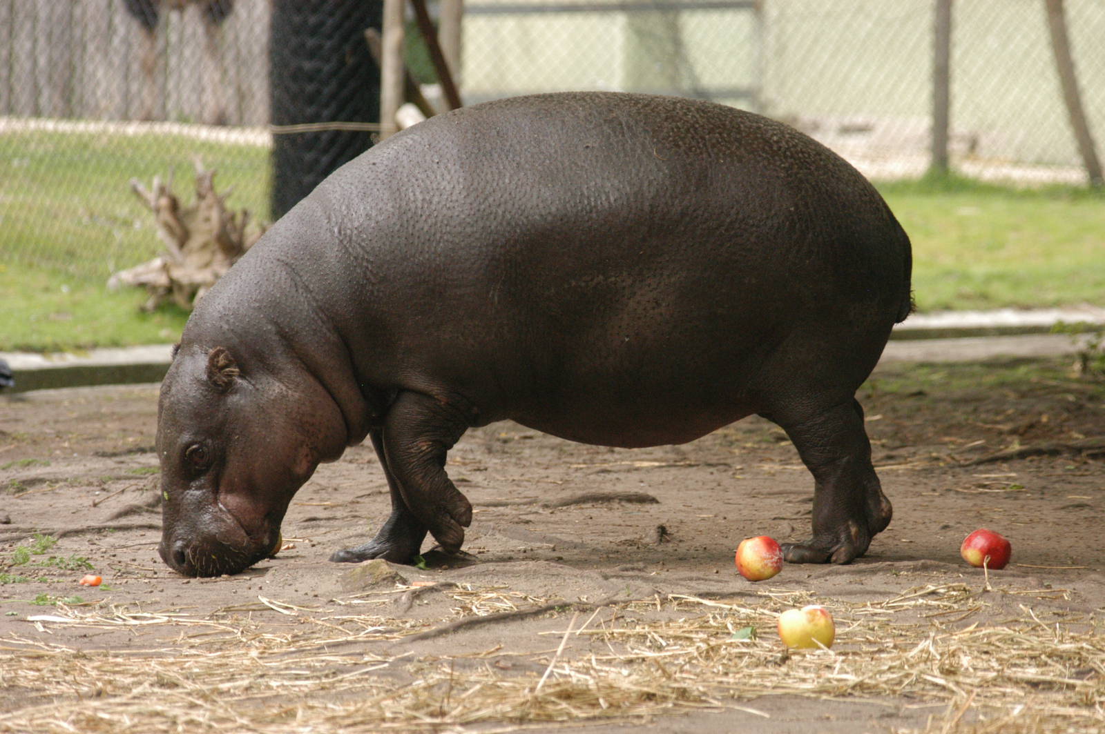Rotterdam Zoo 2011 -