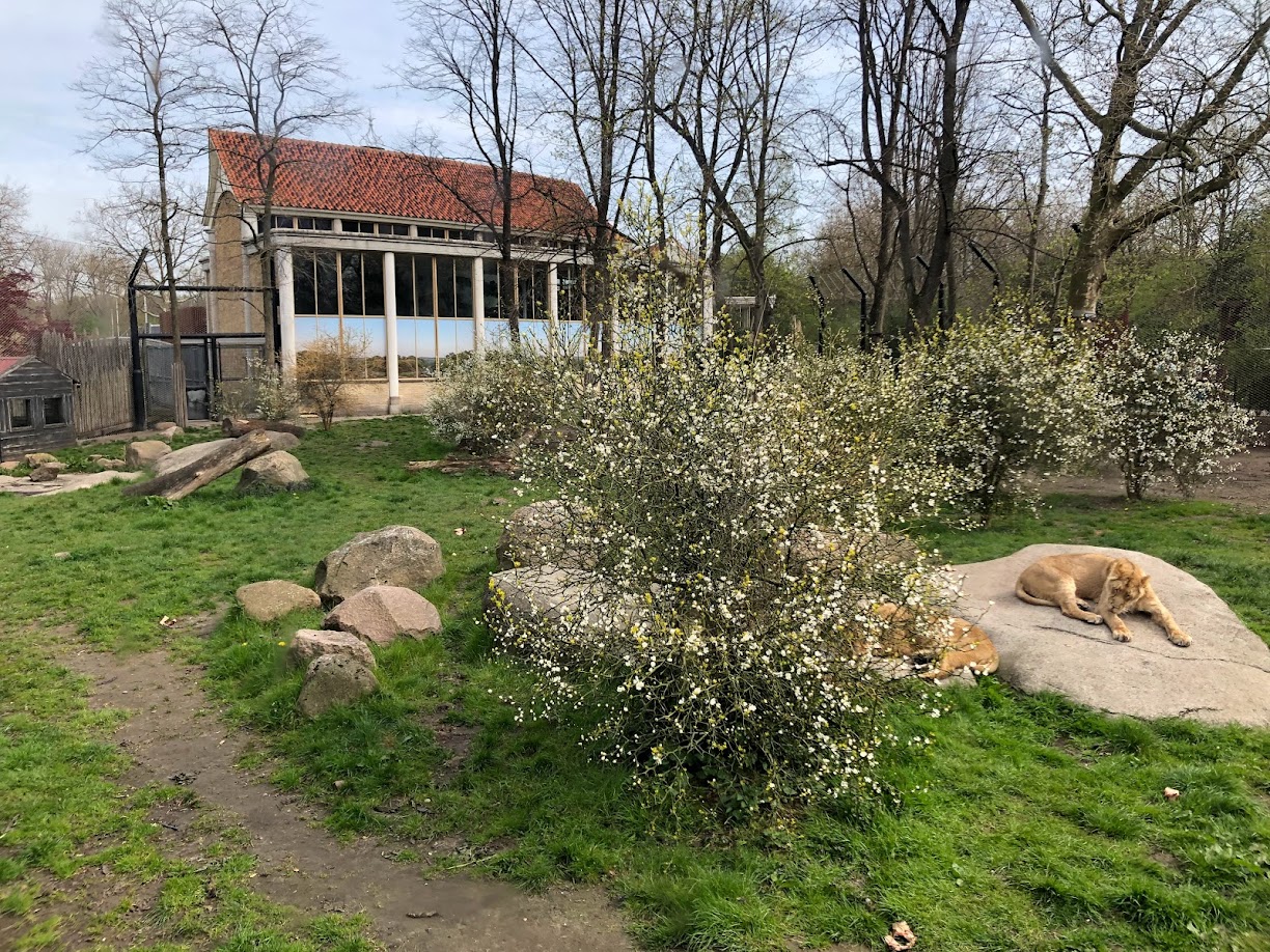 Rotterdam Zoo- Asian lion enclosure- 2022