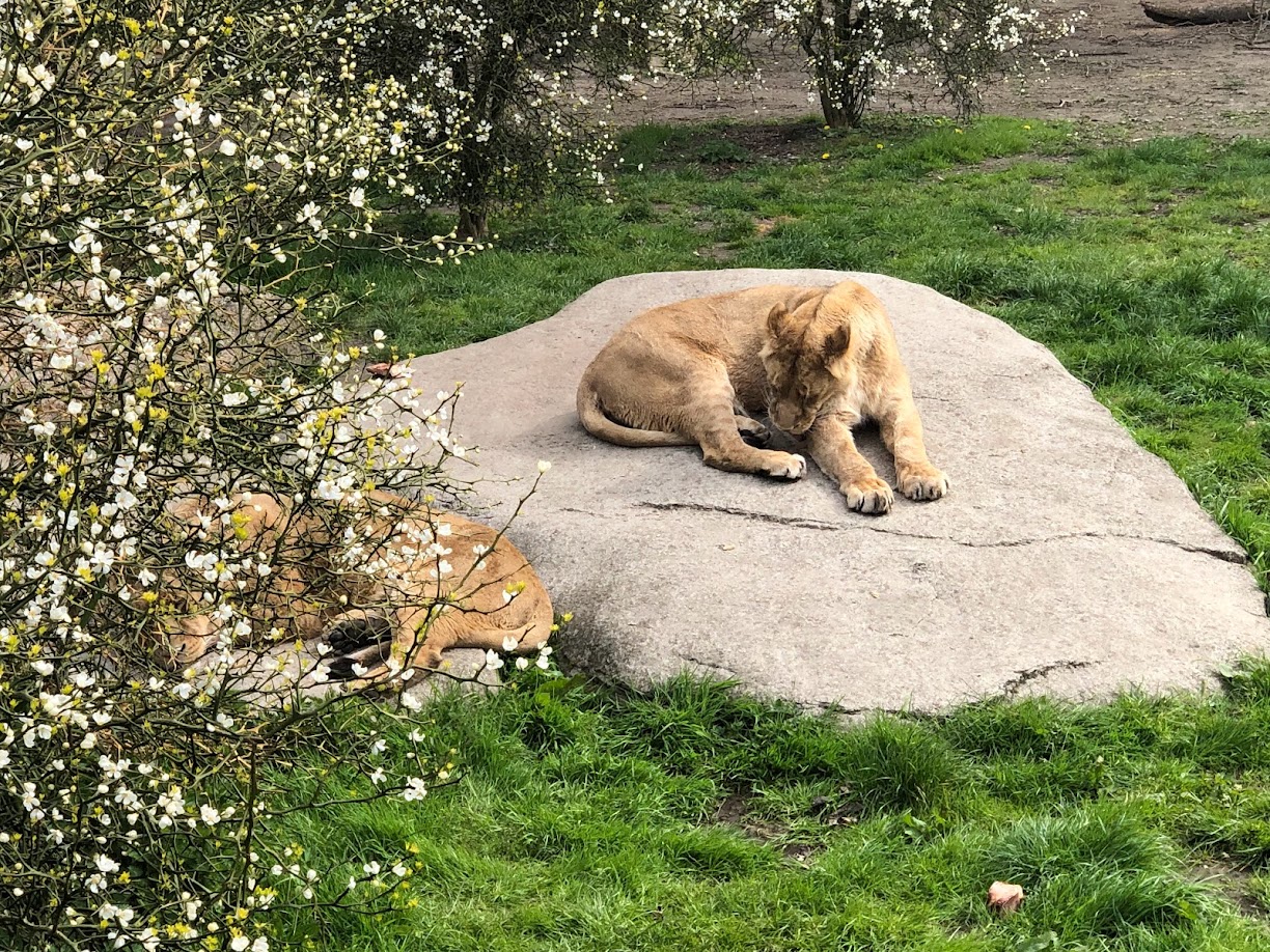 Rotterdam Zoo- Asian lioness cleaning herself- 2022