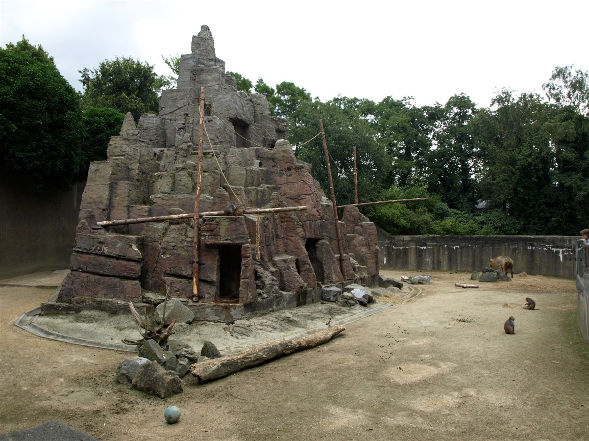 Rotterdam Zoo - Asian Mountain
