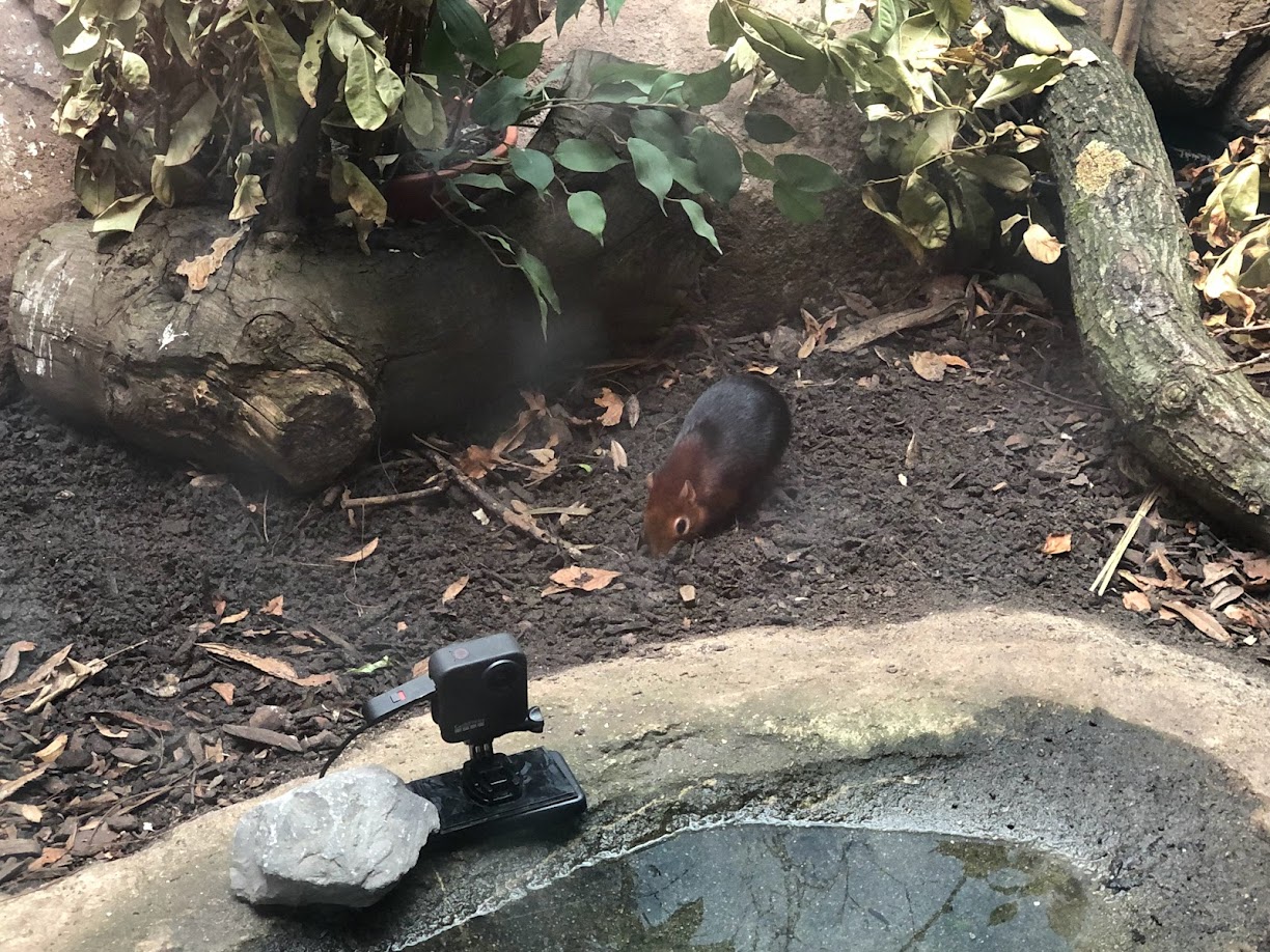 Rotterdam Zoo- Black and rofous elephant shrew- 2022