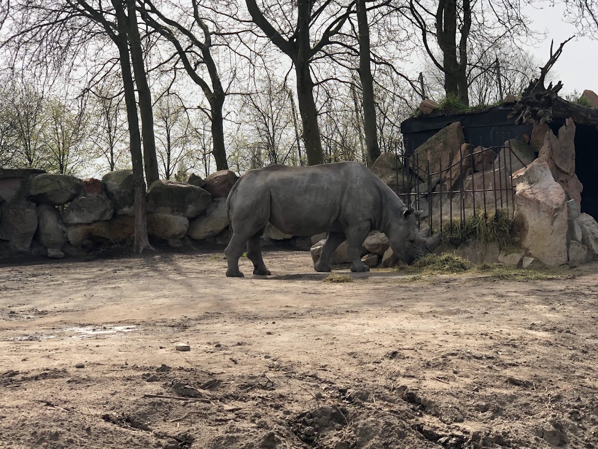 Rotterdam Zoo- black rhino- 2022