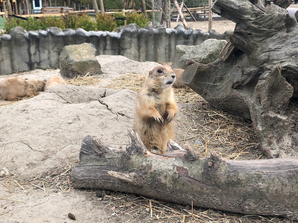 Rotterdam Zoo- black-tailed prairie dog- 2022