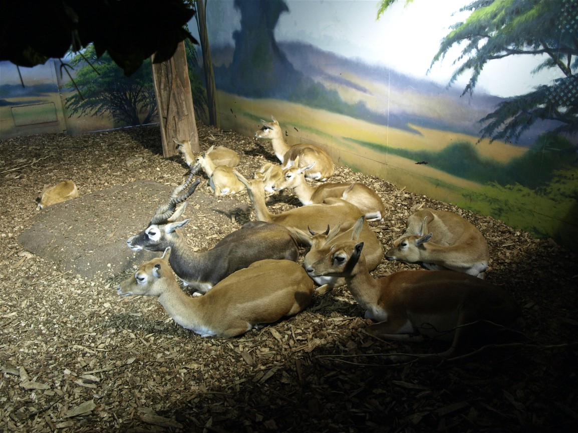 Rotterdam Zoo - Blackbucks