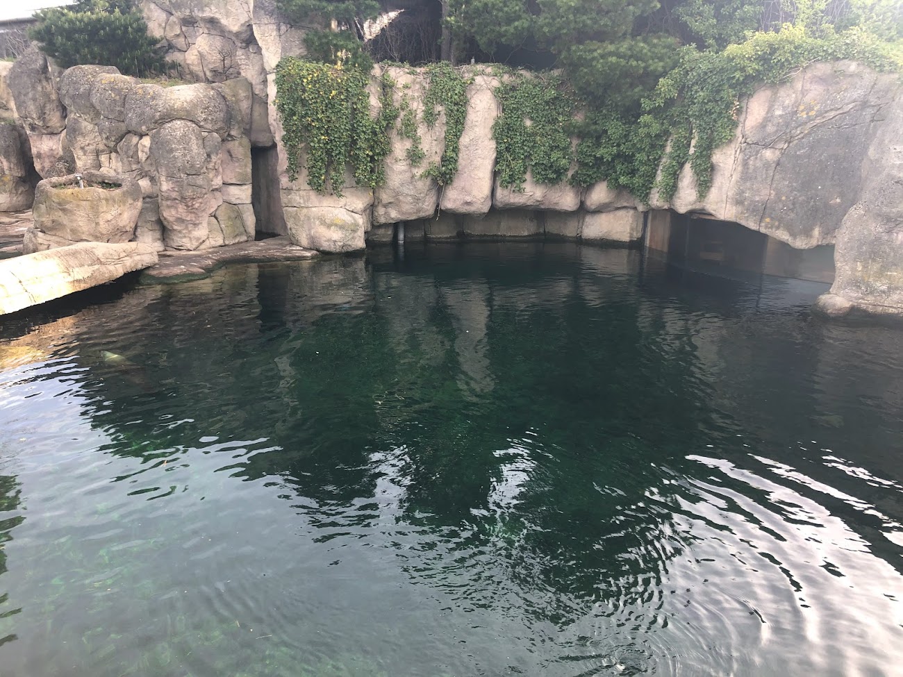Rotterdam Zoo- Californian sea lion enclosure- 2022