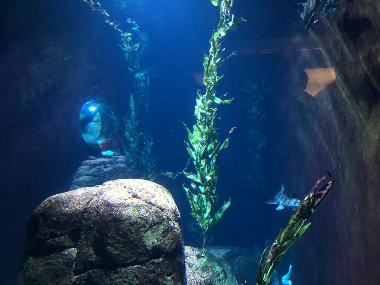 Rotterdam Zoo- cat shark tank- 2022