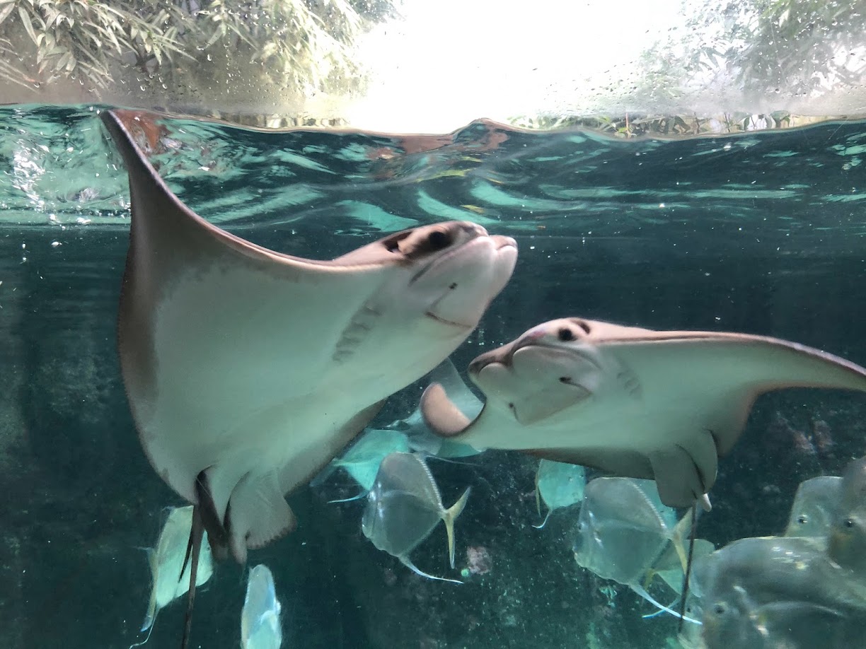 Rotterdam Zoo- cow-nosed ray- 2022