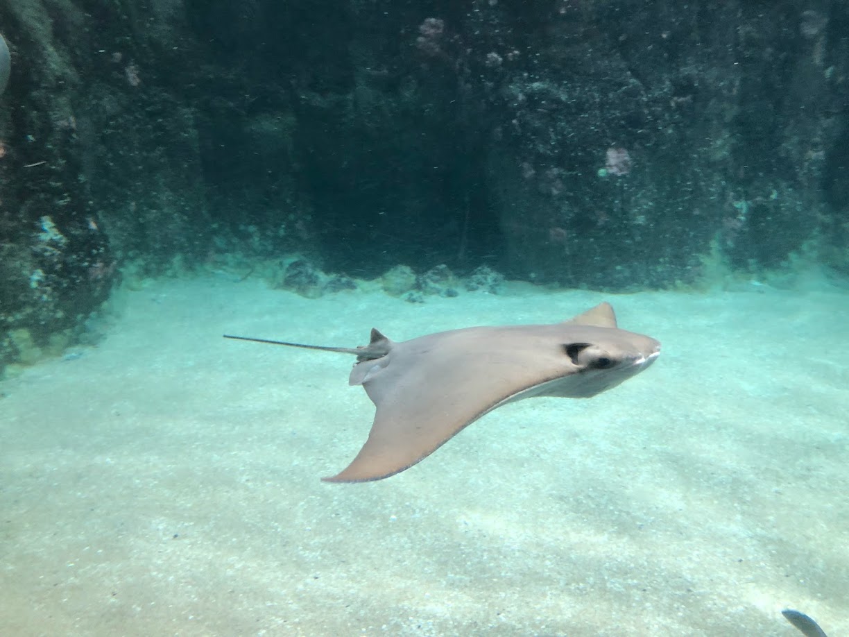 Rotterdam Zoo- cow-nosed ray- 2022