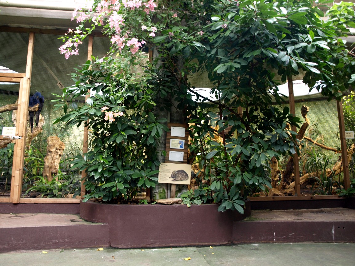 Rotterdam Zoo - Echidna exhibit