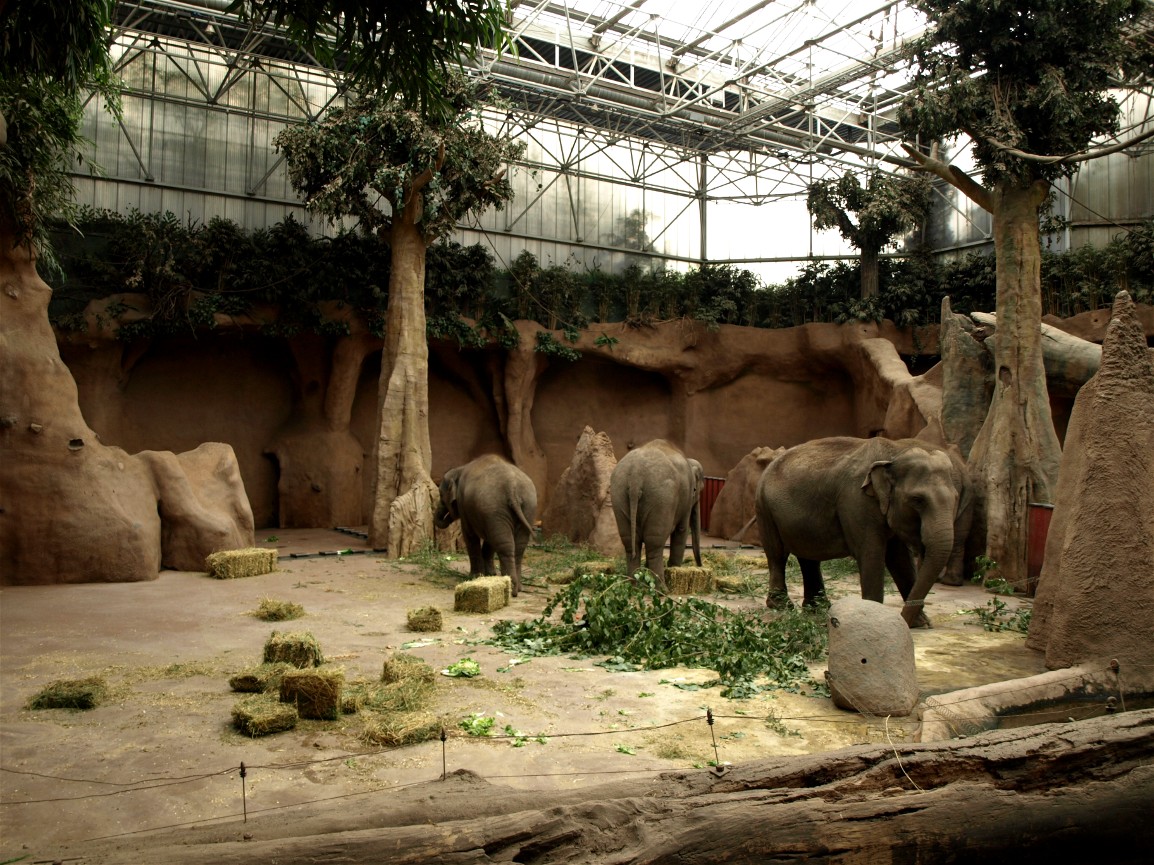 Rotterdam Zoo - Elephant indoor exhibit