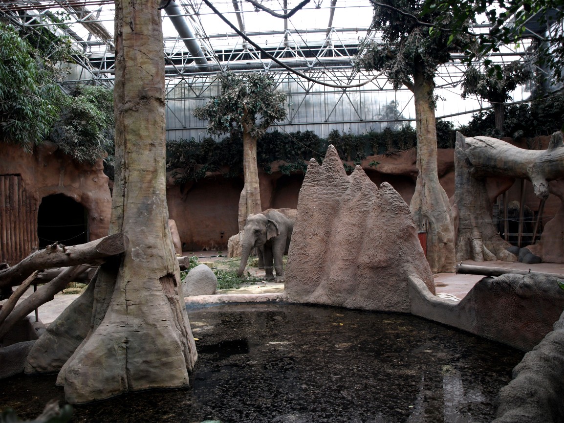 Rotterdam Zoo - Elephant indoor exhibit