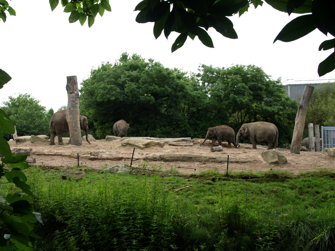 Rotterdam Zoo - Elephant paddock