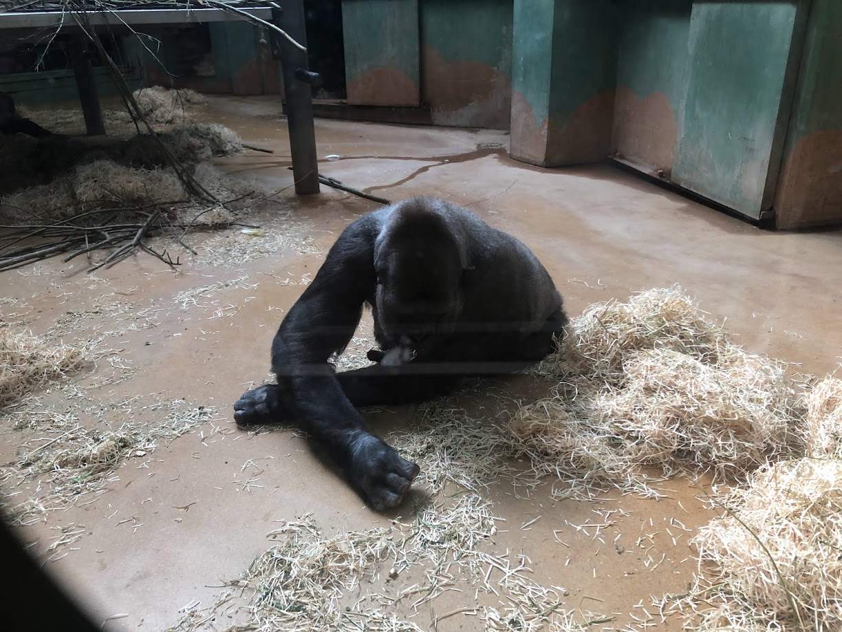 Rotterdam Zoo- female gorilla- 2022
