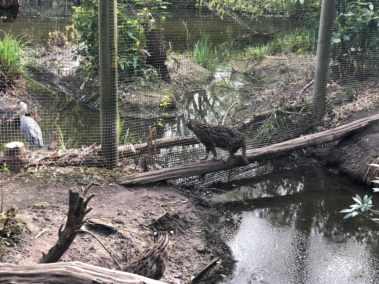 Rotterdam Zoo- fishing cat observing a heron- 2022