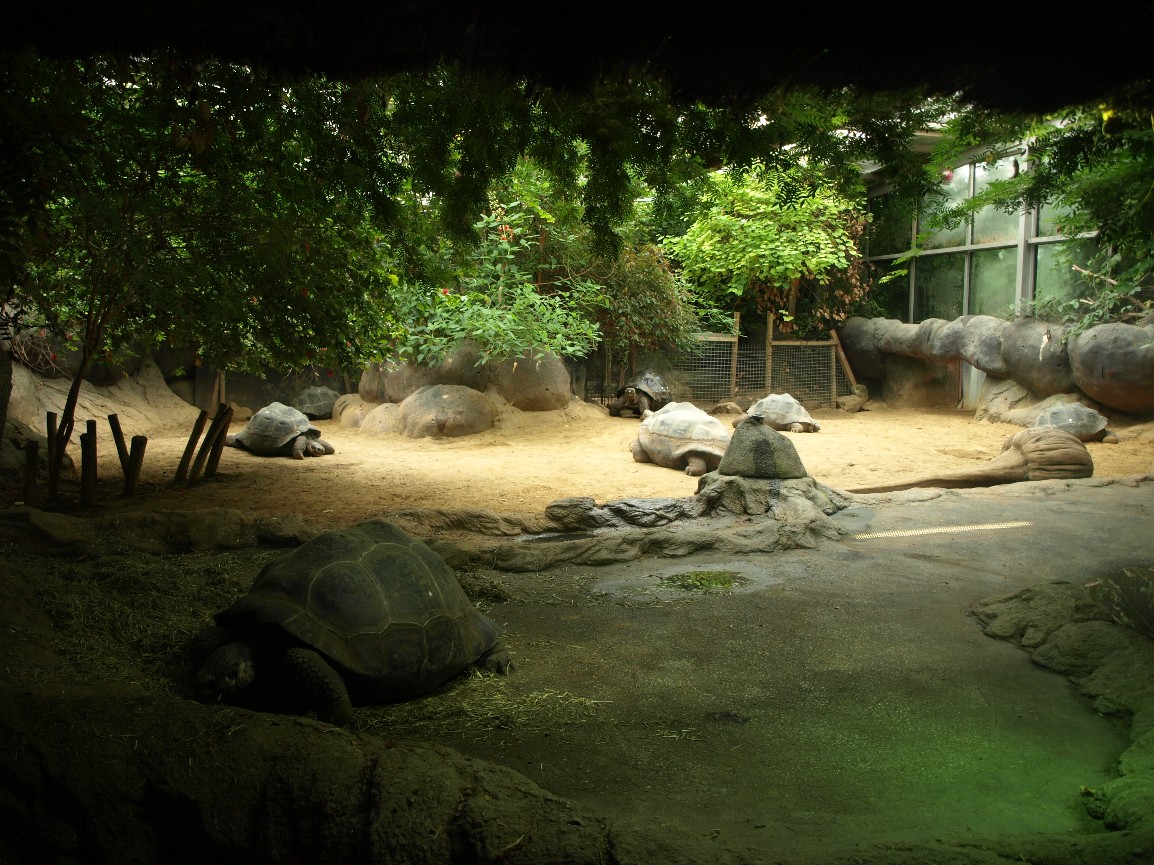 Rotterdam Zoo - Galapagos exhibit